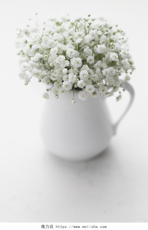 白色背景上插在花瓶里的满天星满天星花在白色的花瓶